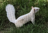 white-squirrel-sept21__200.png